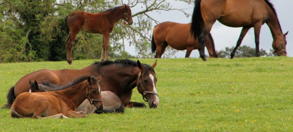 Mares & Foals in the Irish National Stud