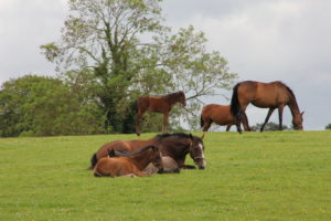 Thoroughbred Horses relaxing @ The Irish National Stud
